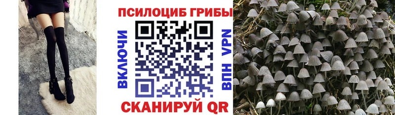 kraken ССЫЛКА Славгород Псилоцибиновые грибы мухоморы